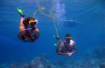 Snuba Adventure at Coral World Ocean Park