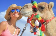 Desert & sea, Camel Safari tour in Los Cabos with lunch