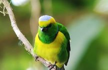 Birdwatching in Monteverde