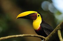 Bird Watching Arenal Oasis