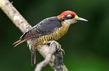 Bird Watching Arenal Oasis