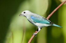 Bird Watching Arenal Oasis