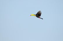 Bird Watching Arenal Oasis