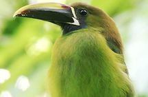 Birdwatching in Monteverde