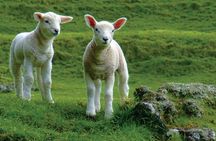 Lyttelton Shore Excursion: Arthur's Pass Day Tour