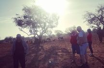 Agadir Day Trip to ​Taroudant & Tiout