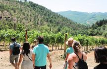 Half-Day Chianti Wine Tasting from Florence with Two Wineries