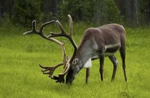 The North Cape, Reindeer and Sami Families Tour