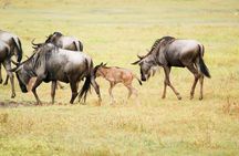 5 Day Serena Luxury Tanzania Safari