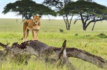 5 Day Serena Luxury Tanzania Safari