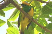 Monteverde Birdwatching Experience