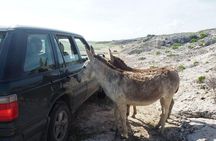 Private German Speaking Jeep Tours