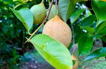 Grenada Herb & Spice Tour -Fort Frederick, Chocolate & Waterfalls