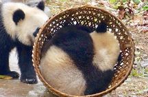 Chengdu Panda Tour and Taste Spicy Hotpot 