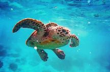 Blue Lagoon Bali Snorkeling with Optional Sightseeing Tour