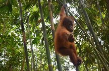 North Sumatra & Barumun Nagari Wildlife Sanctuary program