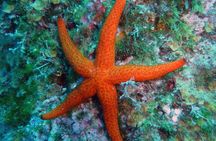 Nightsnorkeling