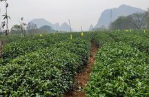 Half-Day Guilin City Tour: Reed Flute Cave and Tea Plantation