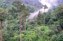 Jungle Zipline Adventure: 10 Cables, Tree Bridge Bar & Sea Views