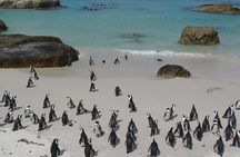 3 Day Wildlife Safari Tour - Garden Route Small Group Tour from Cape Town