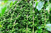 Coffee Farm Tour : Coffee Tasting, Coffee Ceremony, Coffee Plantation visit