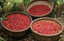 Coffee Farm Tour : Coffee Tasting, Coffee Ceremony, Coffee Plantation visit
