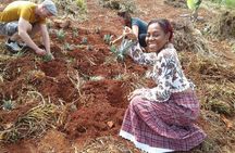 Tour a Jamaican Farm