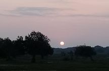 Yala Safari From Kaluthara - Bantota - ahaungalla -Hikkaduwa - And Surround