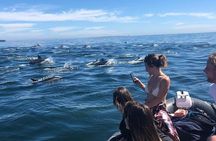 Cape Town Boat Trip