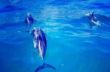 Cape Town Boat Trip