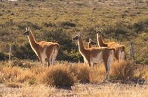 Peninsula Valdes, Full dayTour or Shore Excursion