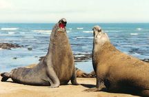 Peninsula Valdes, Full dayTour or Shore Excursion