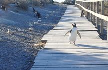 Punta Tombo - Full day tour or Shore Excursion