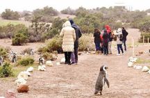 Punta Tombo - Full day tour or Shore Excursion