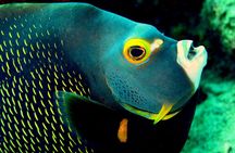 South island tour and Snorkel combo 