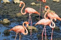 South island tour and Snorkel combo 