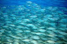 South island tour and Snorkel combo 