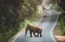 Private 6-Day Sightseeing Tour around Sri Lanka