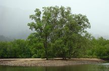 Mangrove River Cruise and Snorkeling Tour from Langkawi
