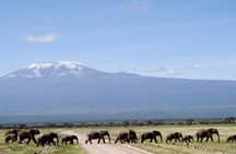 6 Days Amboseli, Lake Naivasha & Masai Mara Safari