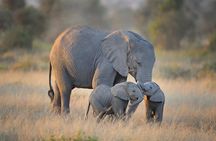 6 Days Amboseli, Lake Naivasha & Masai Mara Safari