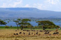 6 Days Amboseli, Lake Naivasha & Masai Mara Safari