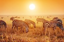 4 Days Mid-range Safari in Serengeti, Ngorongoro and Tarangire