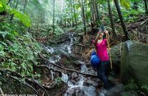 Volcano Caldera (Mt. Liamuiga) Trek / Hike