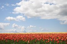 Private Half-Day Trip From Amsterdam to The Tulip Fields in Keukenhof