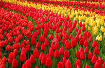 Private Half-Day Trip From Amsterdam to The Tulip Fields in Keukenhof