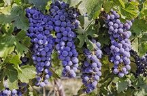 Wines Tasting and Typical Breakfast Small Group Tour from Girona