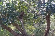 Yala Safari From Kaluthara - Bantota - ahaungalla -Hikkaduwa - And Surround