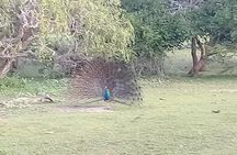 Yala Safari From Kaluthara - Bantota - ahaungalla -Hikkaduwa - And Surround