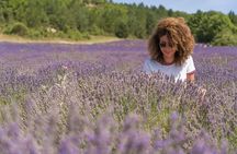 Lavender Small-Group Tour In Valensole from Marseille